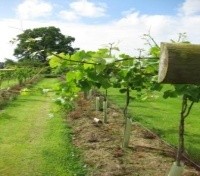 Jabajak Vines